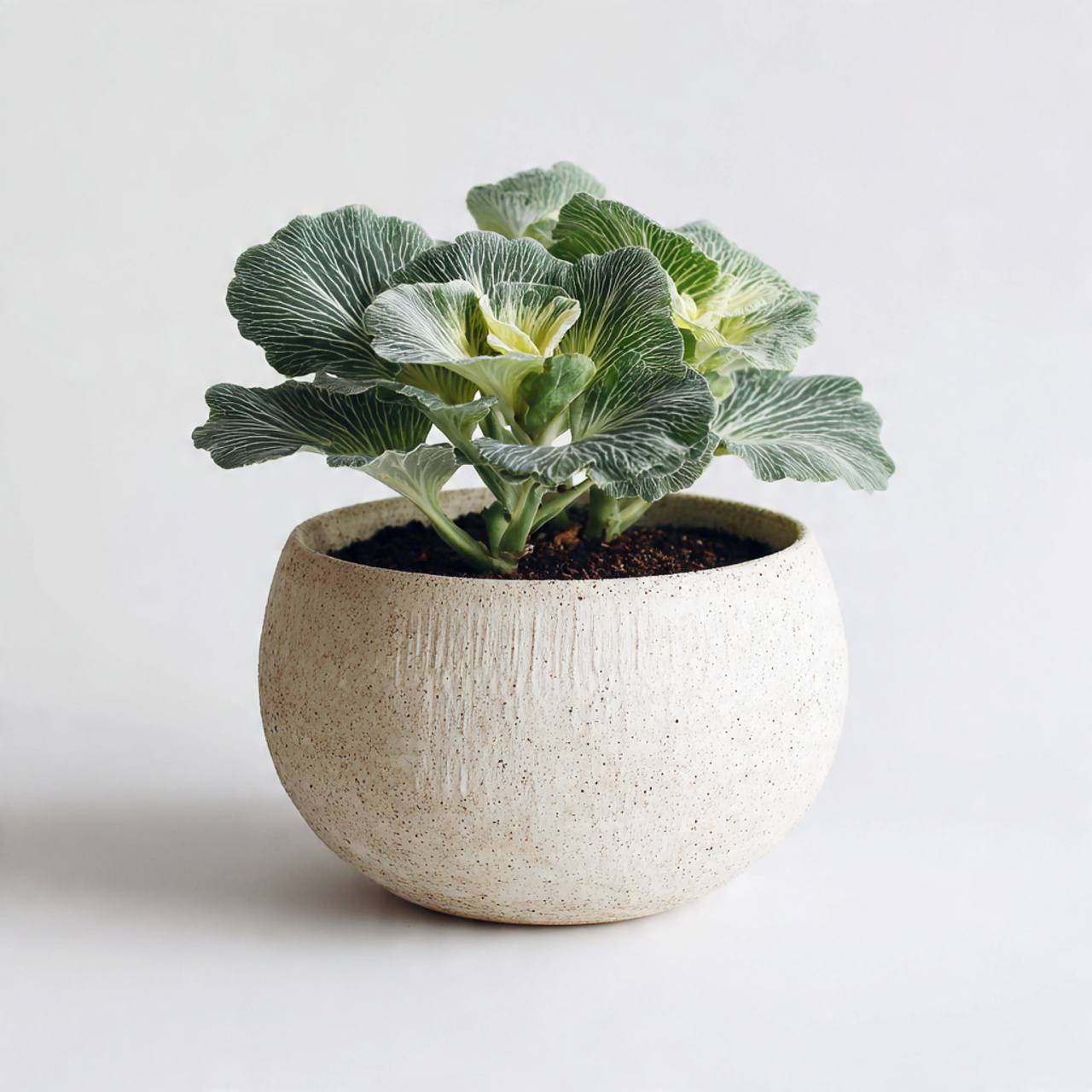 Artful Vases, Pots & Planters (Form, Texture & Balance) – Ravnora Decor